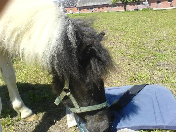 Pinto lucky R.I.P billede 4