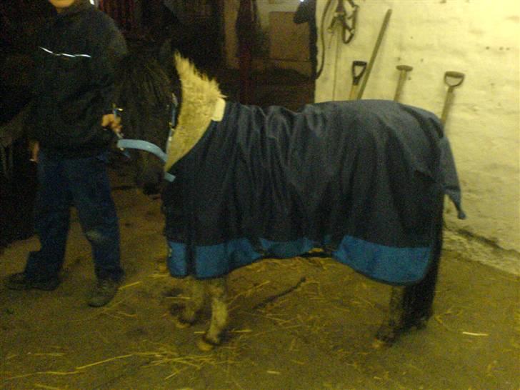 Pinto lucky R.I.P billede 5