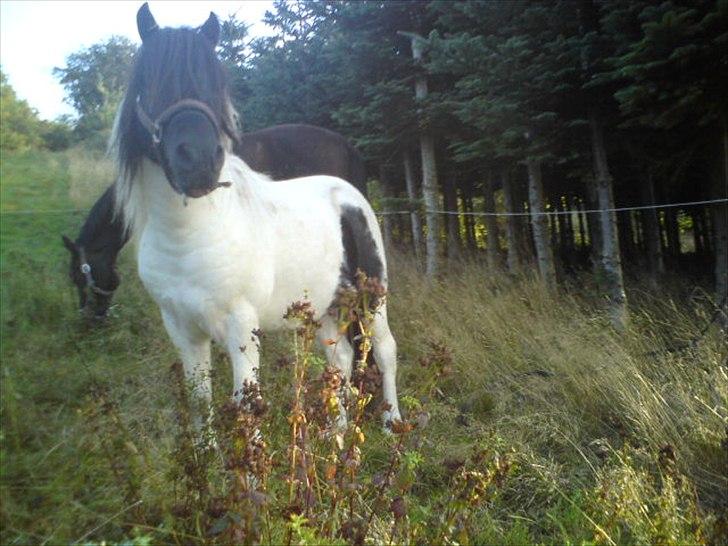 Pinto lucky R.I.P billede 6