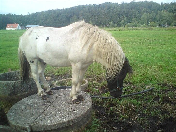 Pinto lucky R.I.P billede 7