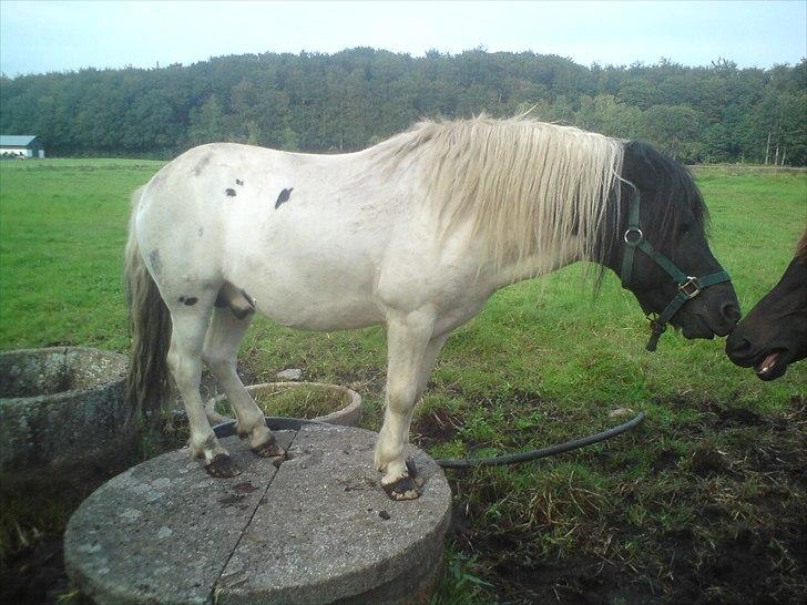 Pinto lucky R.I.P billede 8