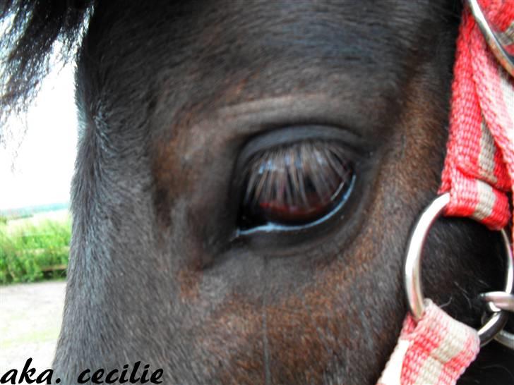 Shetlænder tøzen ( solgt) :I - fordi dit øje er smukt billede 1