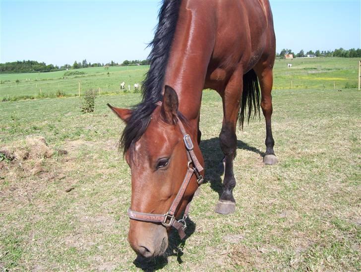 Anden særlig race Amadeus - RIP 2/10 2008 billede 1