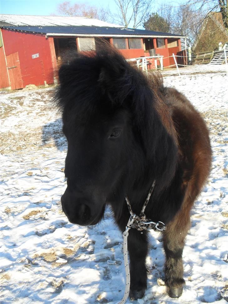 Shetlænder tøzen ( solgt) :I - fordi du er så smuk  med cordeo  billede 2