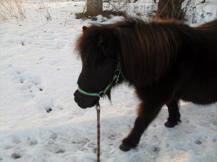 Shetlænder tøzen ( solgt) :I - Nyt , tøsen på tur :D den. 2 jan <3 2011 billede 3