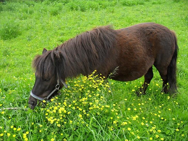 Shetlænder tøzen ( solgt) :I - fordi du er skøn billede 4
