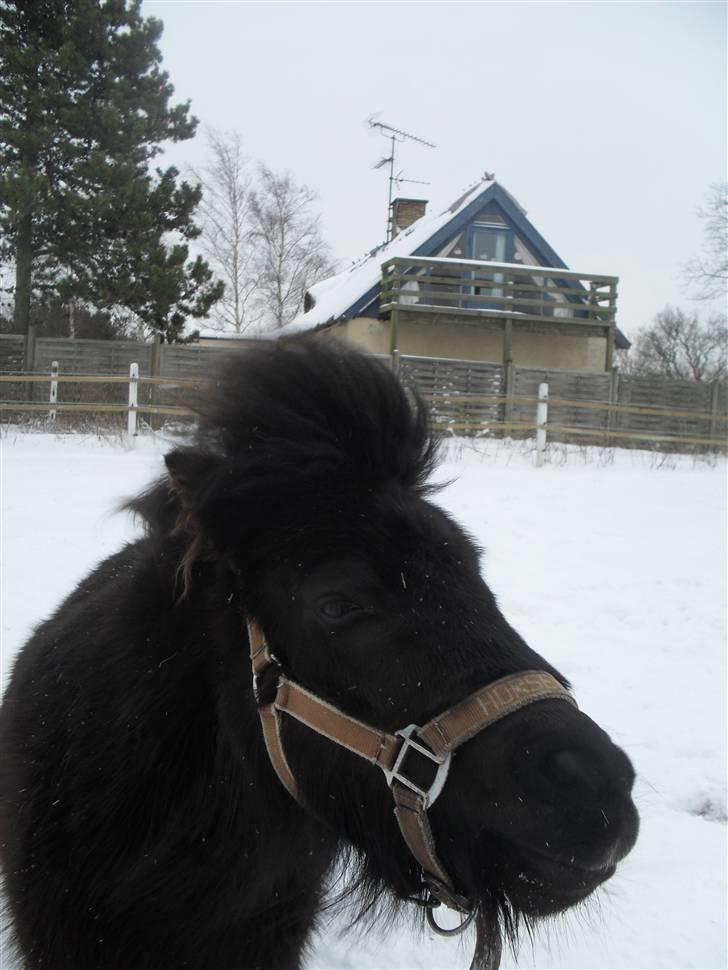 Shetlænder tøzen ( solgt) :I -  fordi du kan triket ryste på hovedt billede 5