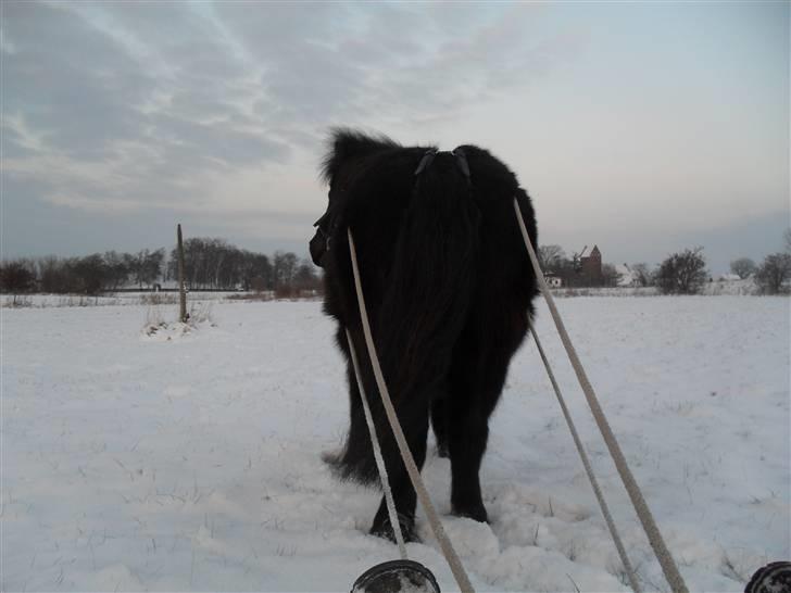 Shetlænder tøzen ( solgt) :I - fodi du kan køres med forand slæde xD billede 6