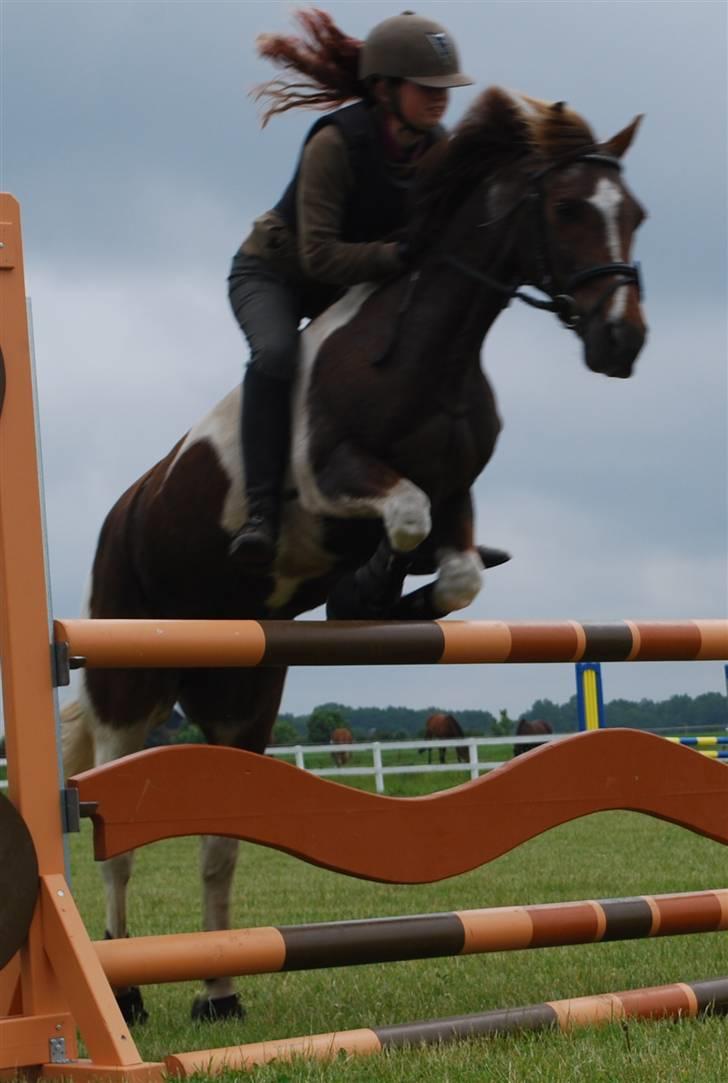 Anden særlig race Charlie *B-PONY* **R.I.P D. 13.03.2012** - SEJE DYR billede 3