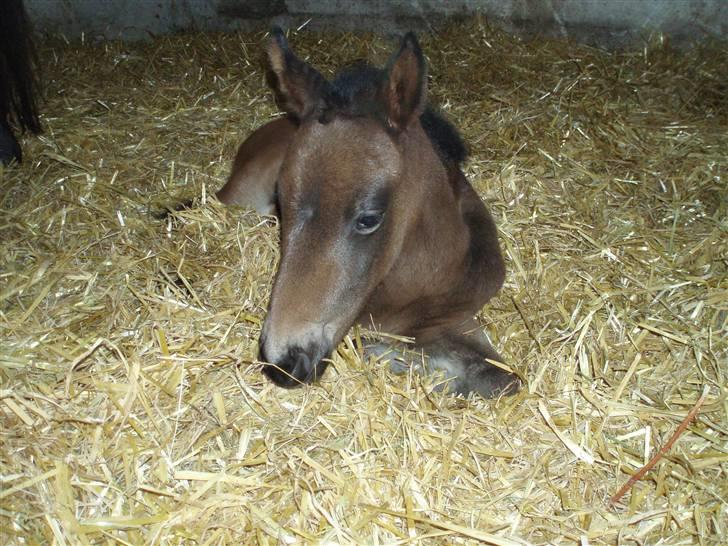 Anden særlig race Trisha - Hey, velkommen til min profil. Smid gerne en kommentar og bedømmelse.. billede 1