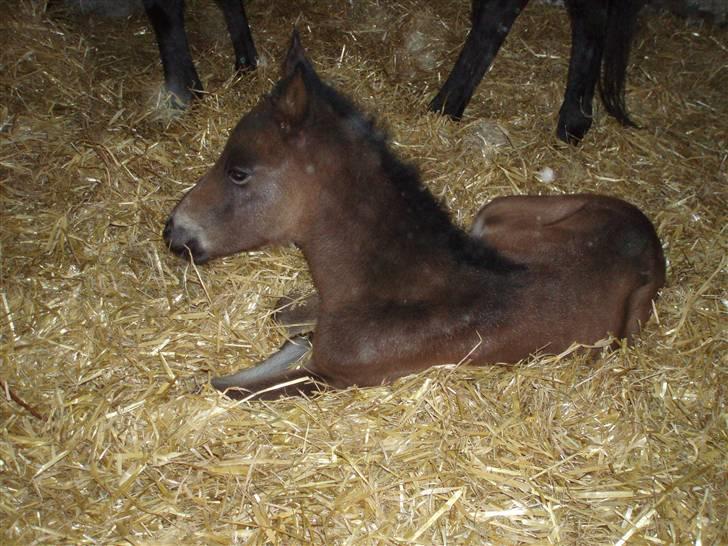 Anden særlig race Trisha billede 2