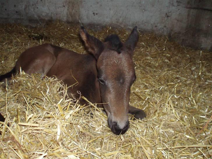 Anden særlig race Trisha billede 3