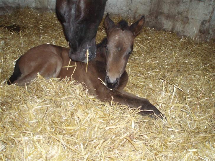 Anden særlig race Trisha - Skal jeg op nu?! billede 4