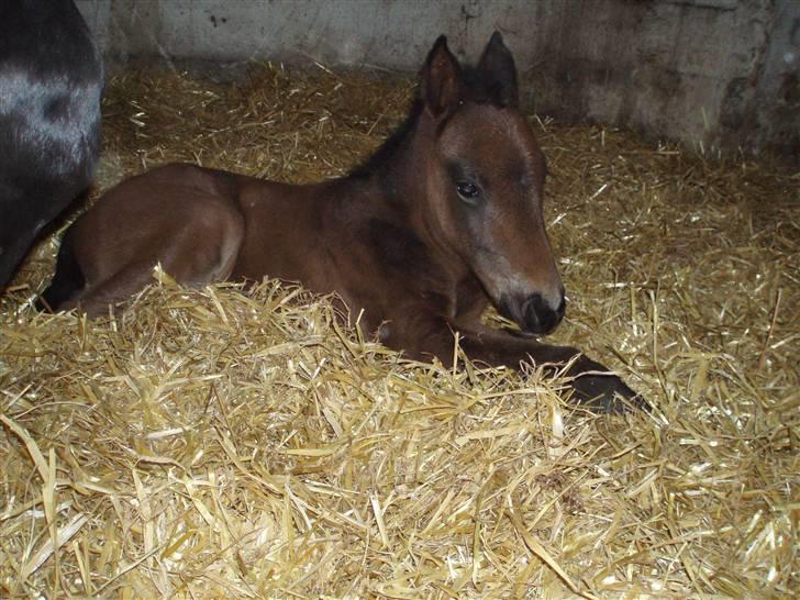 Anden særlig race Trisha billede 5
