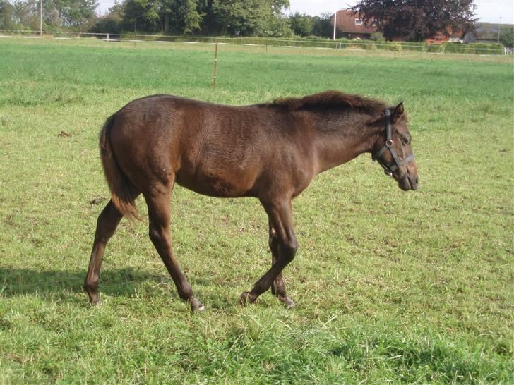 Anden særlig race Trisha billede 6