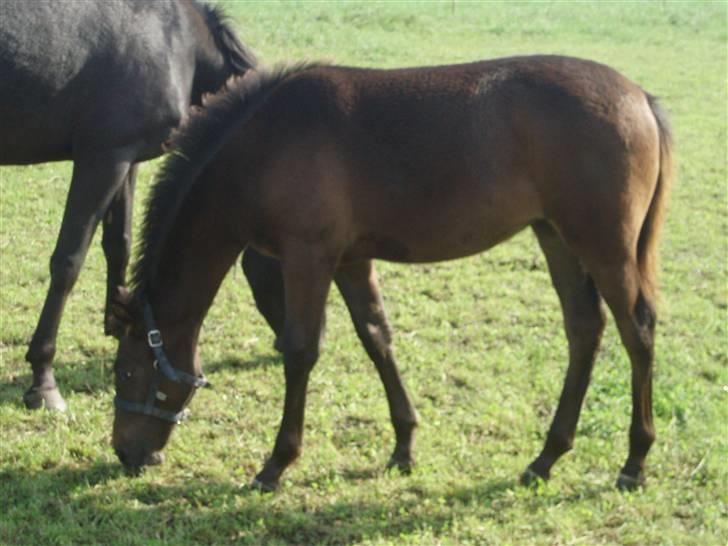 Anden særlig race Trisha billede 7