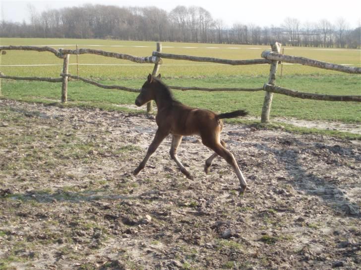 Anden særlig race Trisha - Ude første gang...weee billede 9
