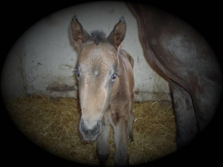 Anden særlig race Trisha billede 10