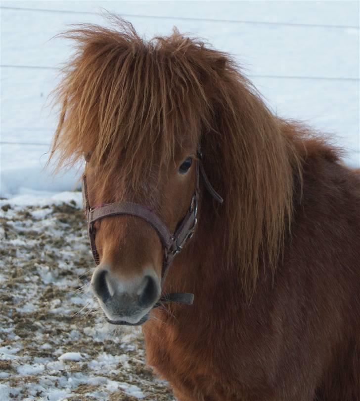 Anden særlig race Møllegårdens Kajser - Søde lille Kajser - "mors" charmetrold! :-) billede 1