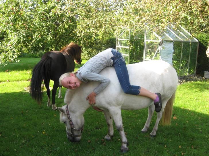 Shetlænder Beauty   *SOLGT* - Uhhh..der var vist lige noget lækkert græs<33 elsker hende den frække pony<33 billede 19