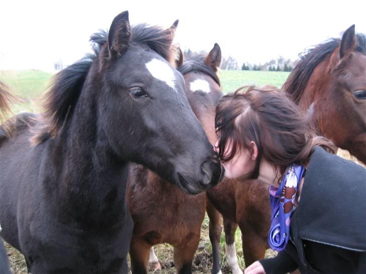 New Forest Flintdales Raider - Først gang jeg så ham :) i jylland .. billede 1