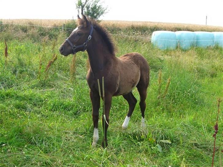 New Forest Flintdales Raider - hos Flintdales billede 2