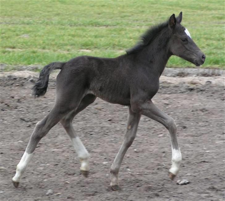 New Forest Flintdales Raider - som lille føl :)  billede 3