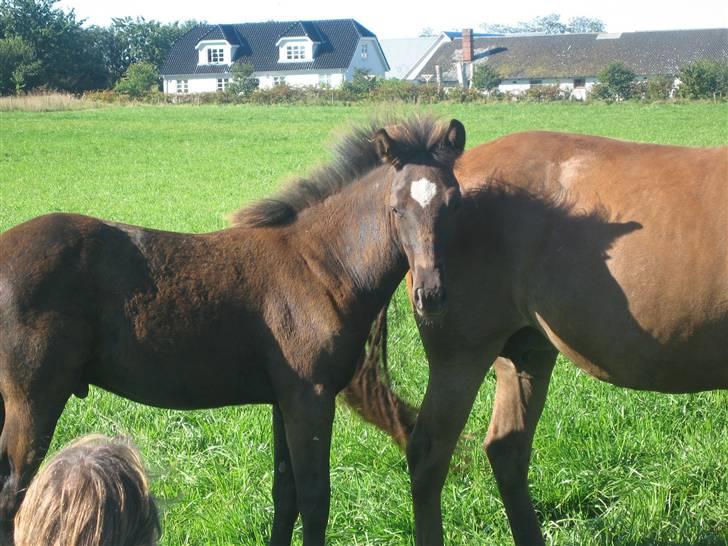 New Forest Flintdales Raider - Hos Flintdales billede 4