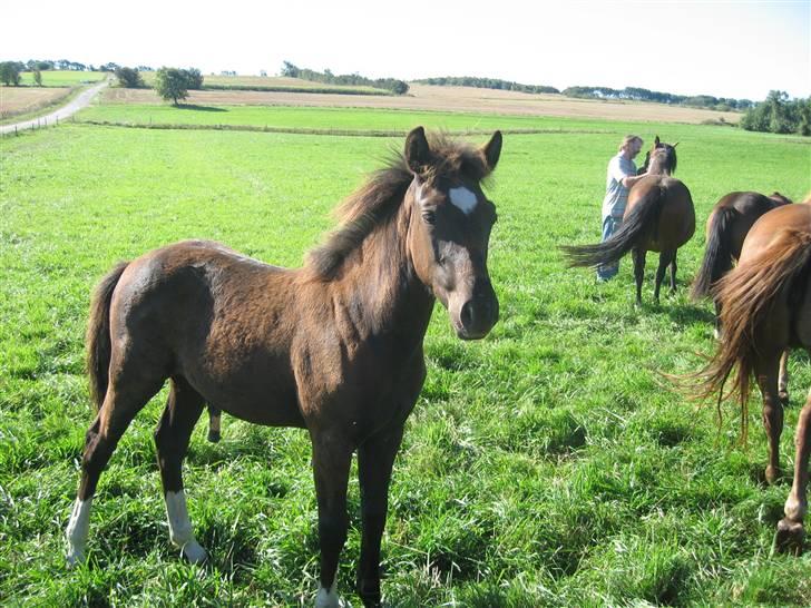 New Forest Flintdales Raider - Hos Flintdales billede 5