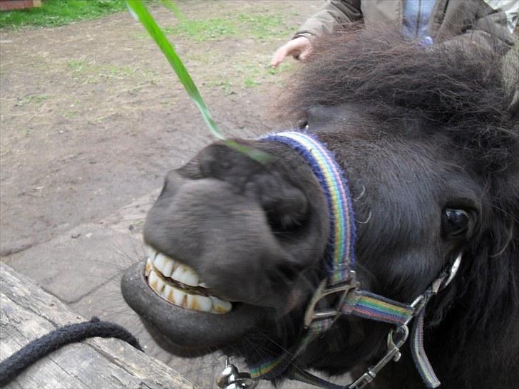 Shetlænder tøzen ( solgt) :I -  tøsen smiller FOTO: freja billede 7