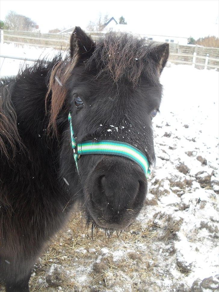 Shetlænder tøzen ( solgt) :I -  i sneen 2010  09. dec :b billede 8