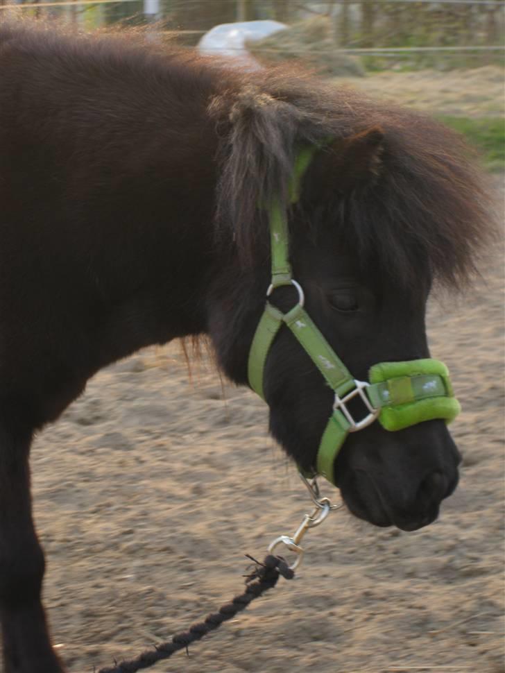 Shetlænder tøzen ( solgt) :I - :)            taget af :  christine s billede 9