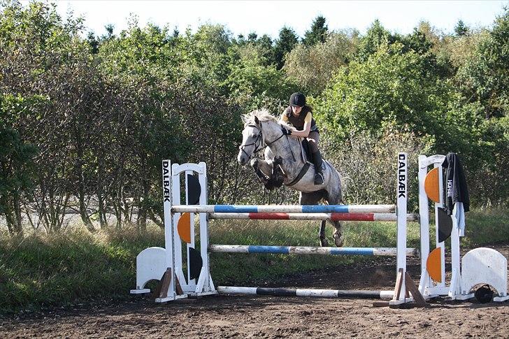 Welsh Cob (sec D) Athos/Mowgli - Springer 135cm til højdespring, elsker bare den pony så meget :`)  Foto: Rebekka billede 15
