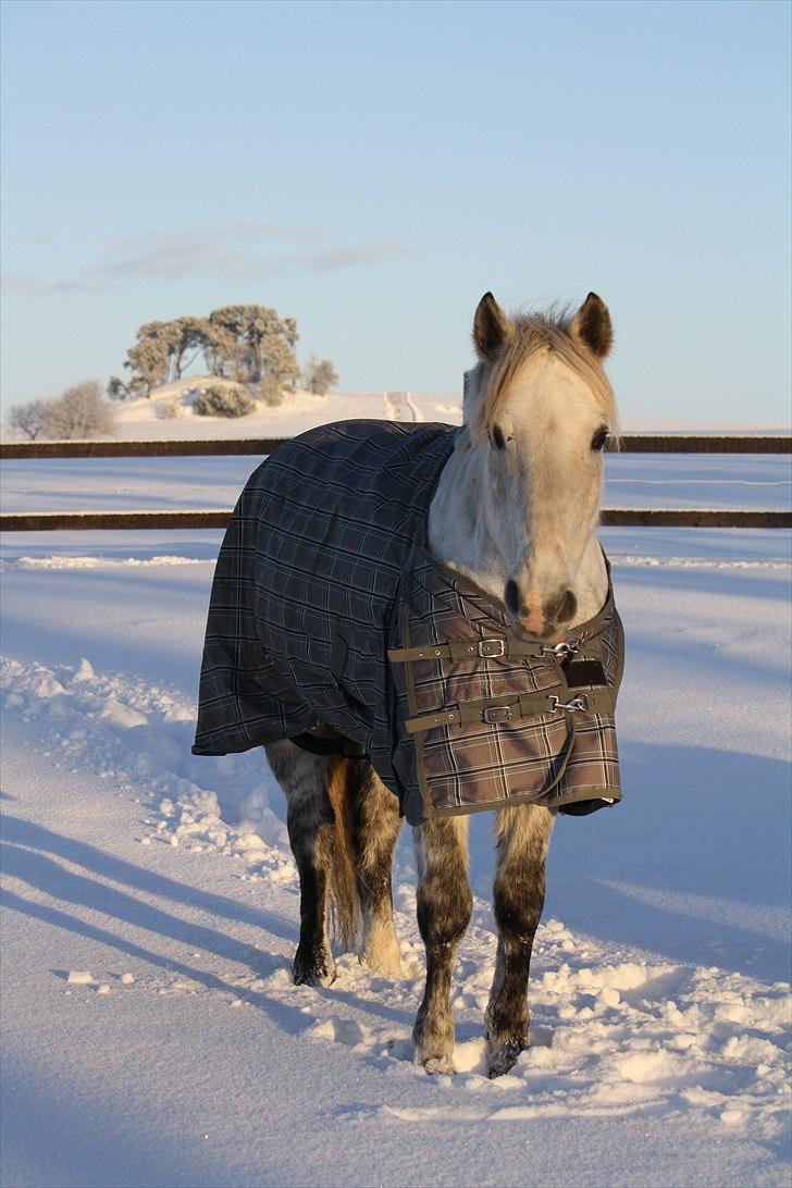 Welsh Cob (sec D) Athos/Mowgli - Foto : Mig / Hanne Viola Pedersen billede 16
