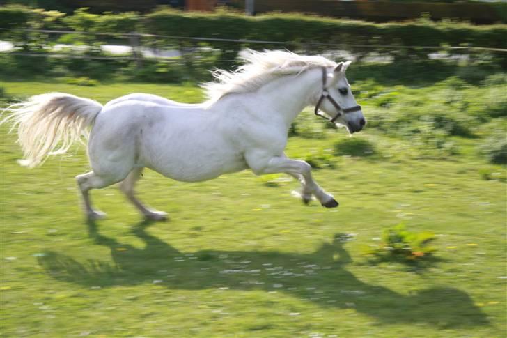 Welsh Pony (sec B) Fiona - R.I.P. - man er vel over 30?  billede 2