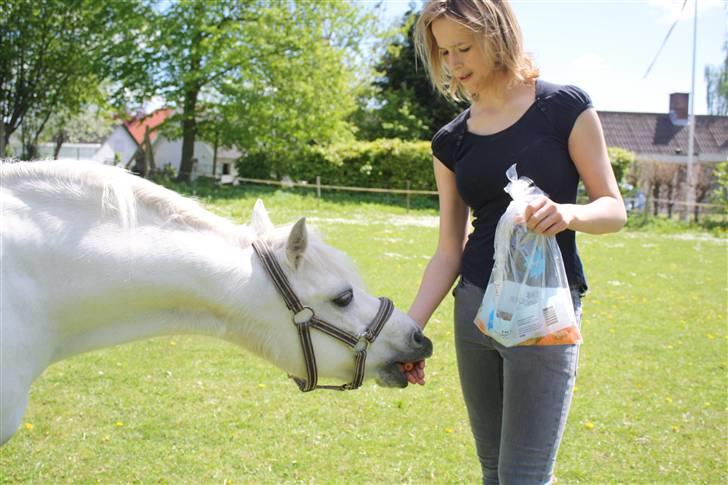 Welsh Pony (sec B) Fiona - R.I.P. billede 4