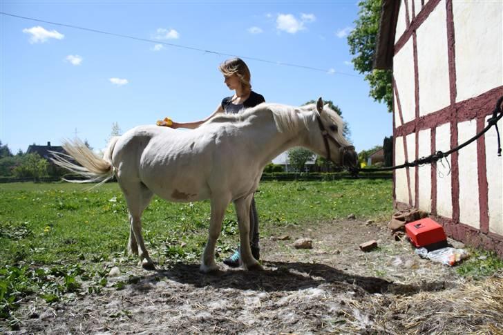 Welsh Pony (sec B) Fiona - R.I.P. - charlotte strigler fionaprinsessen. billede 5