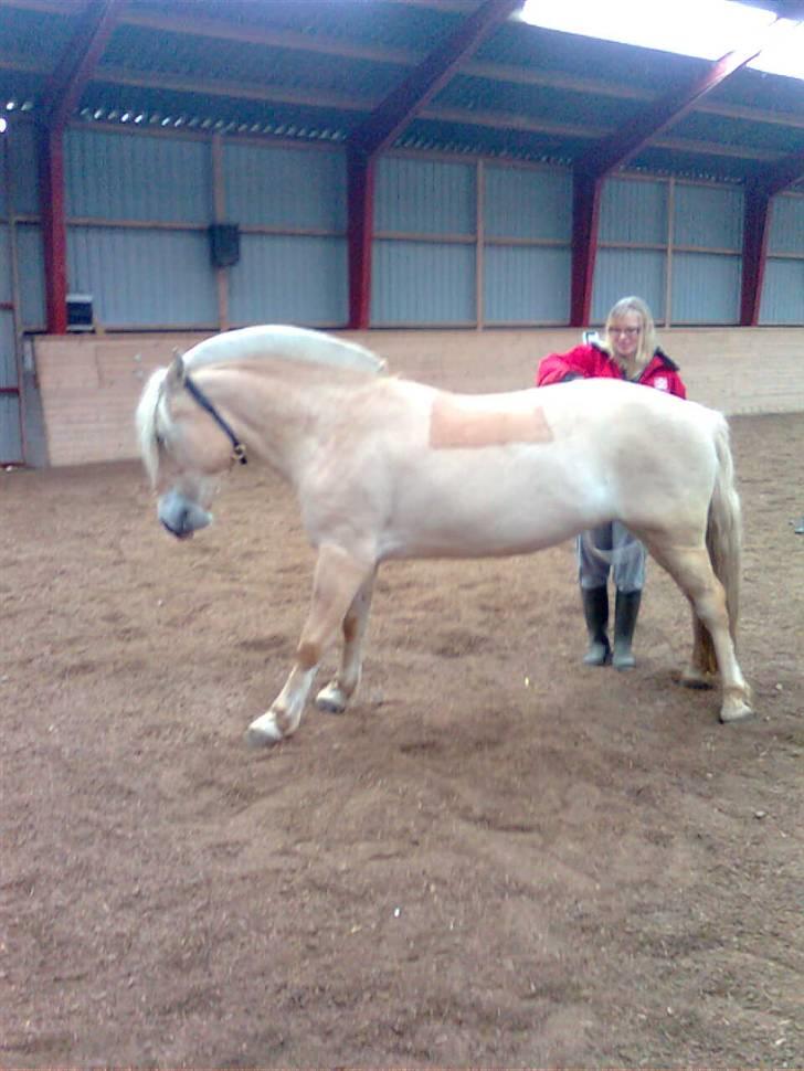 Fjordhest Ingegård's Bea SOLGT - Løs i ridehuset da hun havde "brækket" næsen hun måtte helst ikke gå sammen med andre da hun havde meget ondt. billede 14