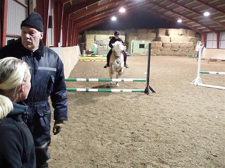 Fjordhest Ingegård's Bea SOLGT - Den første gang vi springer (ikke lige det billede men det er den dag) billede 15