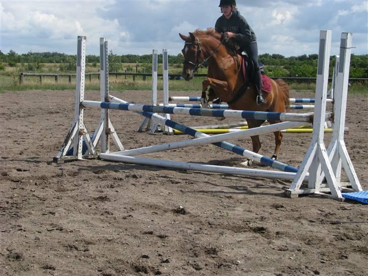 Hollandsk Sportspony Carina *70% arabisk blod* - 25.07.09 - Ulle og Carina ;) Sådan set næsten det eneste springbilled, som jeg har af Carina.. ;) billede 2