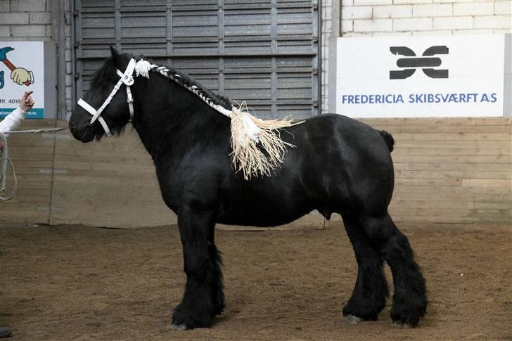 Belgier Thor Van De Malsem - Billedet købt fri hos G-FOTO . Hingste kåring 2010  billede 1