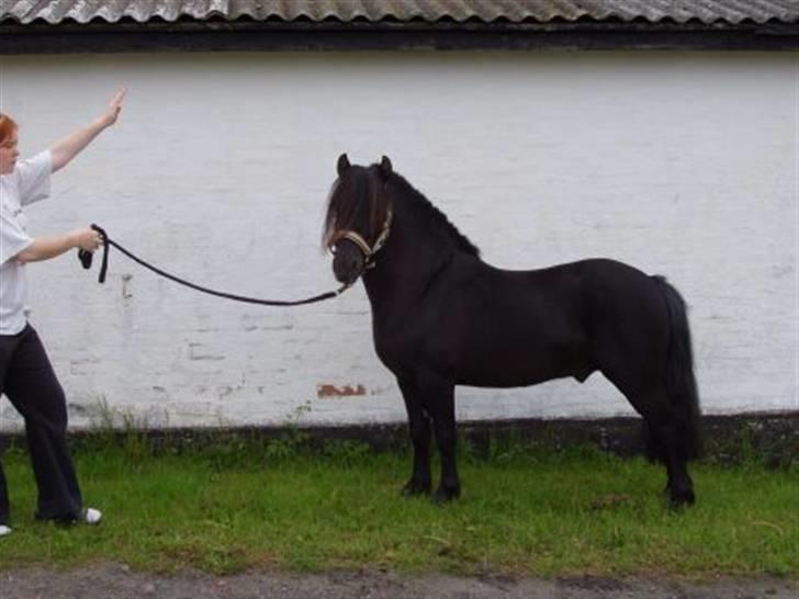 Anden særlig race Vennerslyst Jokke *Solgt* - Sådan ser han ud når an har fået en kærlig hånd.. billede 1