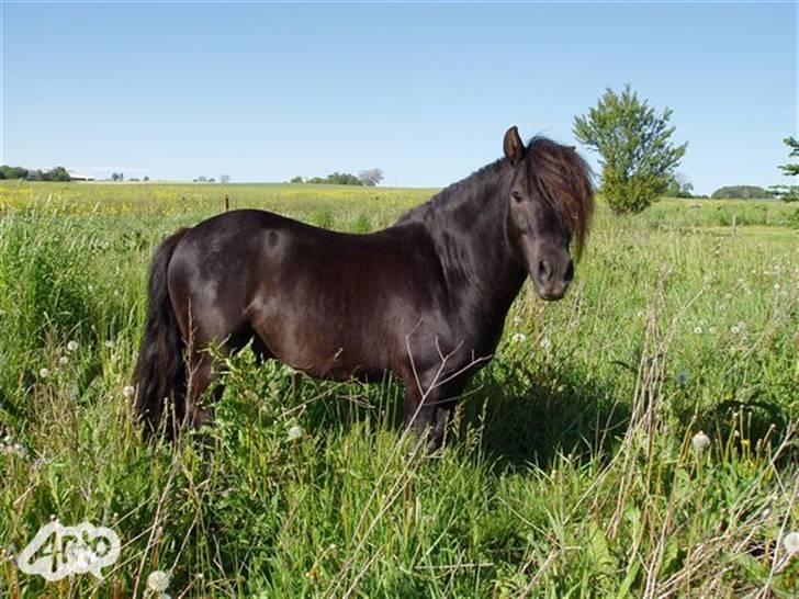 Anden særlig race Vennerslyst Jokke *Solgt* - Jokke på hans nye lækre græsfold.. billede 2