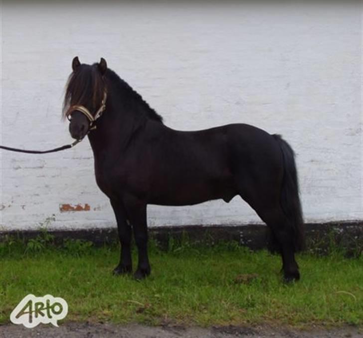 Anden særlig race Vennerslyst Jokke *Solgt* - Smukke.. :) billede 3