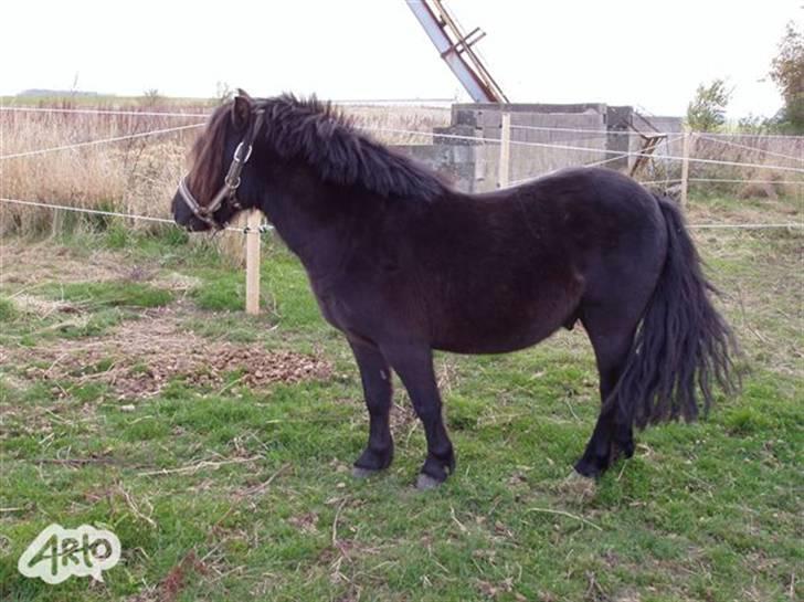 Anden særlig race Vennerslyst Jokke *Solgt* - Vinterpels billede 5