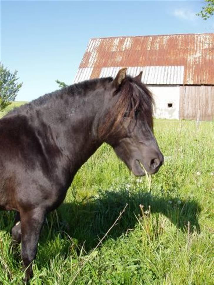 Anden særlig race Vennerslyst Jokke *Solgt* - Flotte... ;) billede 8