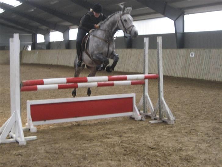 Arabisk fuldblod (OX) Ramuz Asil * SOLGT* - Her springer vi 110 cm. billede 6