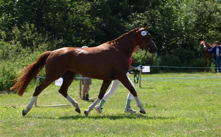 Dansk Varmblod Miss Dior SRDH - Dior til dyreskue billede 18