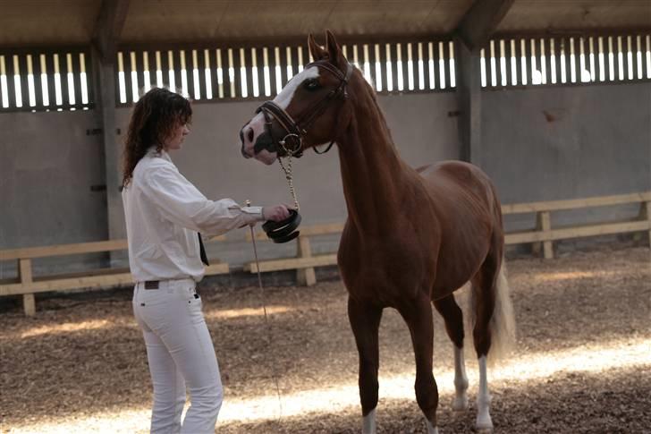 New Forest Bakkens Maltemay-SOLGT - ved godt han  er meget tynd. men han er kun 2 der. og han vokset rigtig meget. billede 2