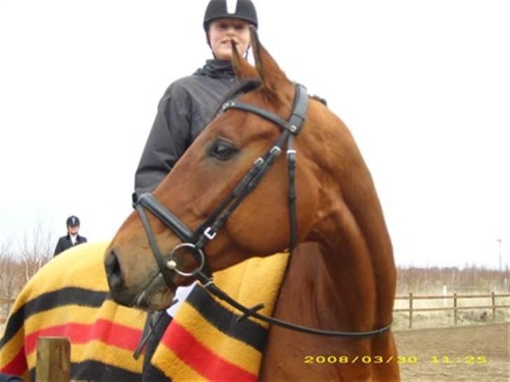 Hannoveraner Mogli  - Den. 30-03-2008 stævne :) det var også i avisen :D billede 1